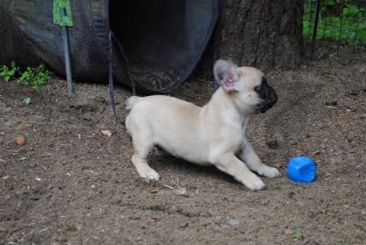 Franzsisch Bulldogge Welpen!!