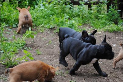 Franzsisch Bulldogge Welpen!!