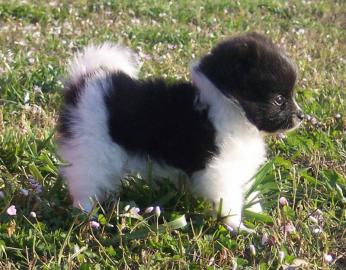 Wunderschn zwergspitz-pomeranian Welpen