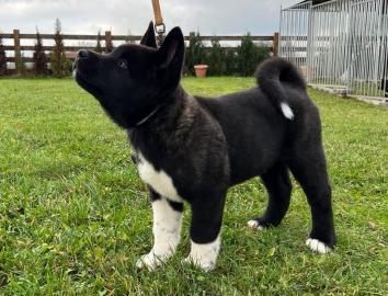 Amerikanische Akita welpe +447438491302