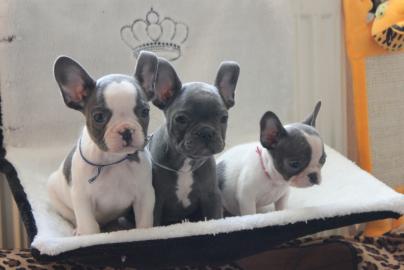 Franzsische Bulldoggen Welpen