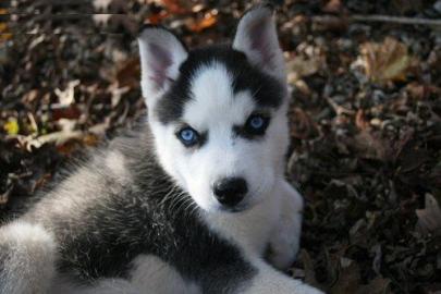 Se Siberian husky welpen mit Stammbaum