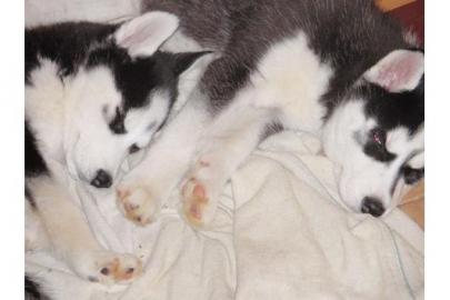 Se Siberian husky welpen mit Stammbaum