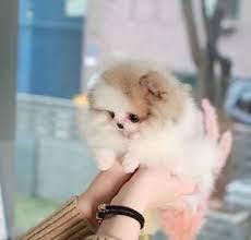 MINI Pomeranian Zwergspitz BOO Welpe