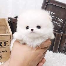 MINI Pomeranian Zwergspitz BOO Welpe