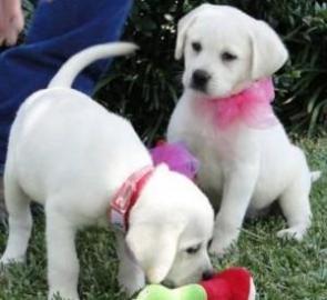 Labrador Retriever verfgbar