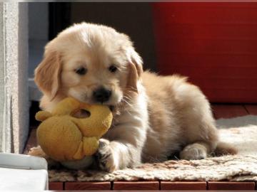 Ssse Wunderschne Golden Retriever Welp