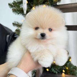 MINI POMERANIAN WELPE MIT PAPIEREN Pomer