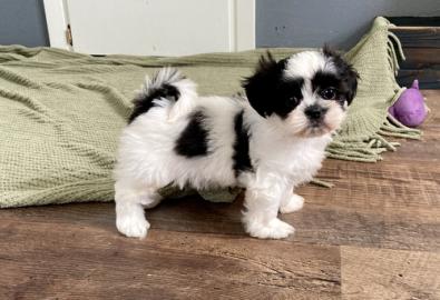 Mnnliche und weibliche Shih Tzu Welpen