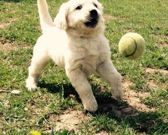 Golden Retriever Welpen zur Adoption