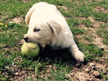 Golden Retriever Welpen zur Adoption