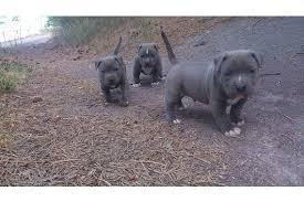 American Staffordshire Welpen Blue-Line