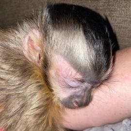 MARMOSETS UND CAPUCHIN-Affen :lE3::9