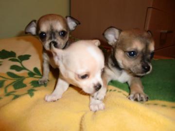 Mini-Chihuahua-Welpen (Langhaar und.  Kur