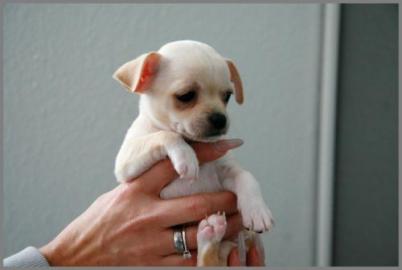 !! MINI CHIHUAHUA BABYs WELPEN !!!!