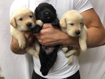 Kennel Club registrierte Labrador-Welpen