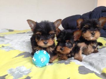 S?sse Mini Yorkshire Terrier Welpen