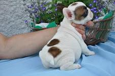 ranz?sische Bulldog Welpen mit Papier