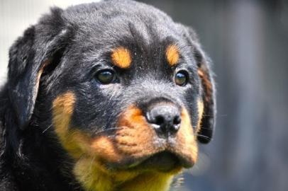 Reinrassiges Rottweiler welpen