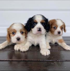 Cavalier King Charles Spaniel with paper