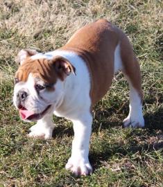 Englische Bulldogge Welpen mit papieren