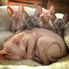 Canadian Sphynx Babys