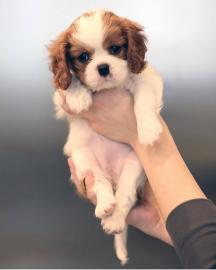 Cavalier King Charles Spaniel Welpen