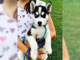 Siberian Husky Welpen mit papieren whats