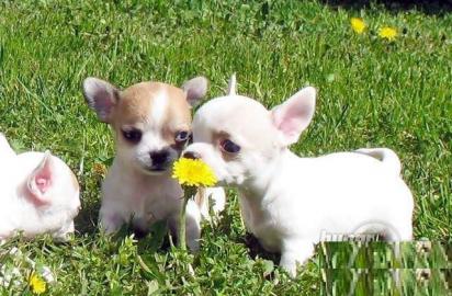 Mini Chihuahua Babys fur 250 euro in (La