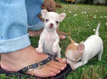 Mini Chihuahua Babys fur 250 euro in (La