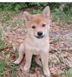 Shiba Inu puppies