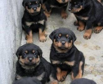 Rottweiler welpen