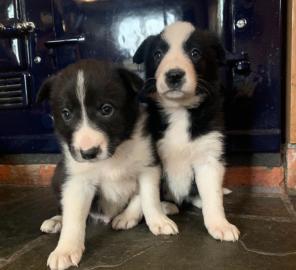 Wundersch?ne Border Collies