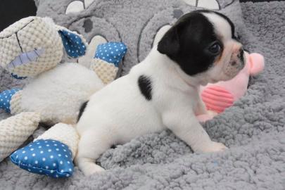 Franz?sische Bulldogge Welpen mit Papier