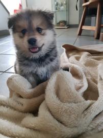 Pomsky Welpen