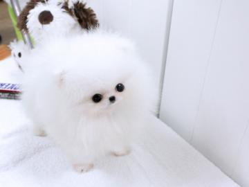 Zwergspitz Pomeranian Welpen