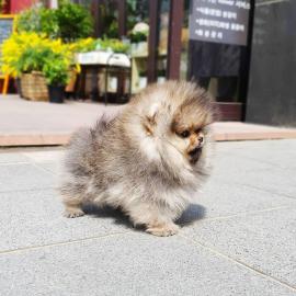 Zwergspitz Pomeranian welpen