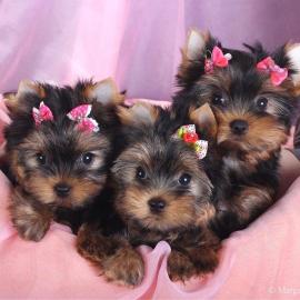 Yorkshire Terrier  Abgabebereit