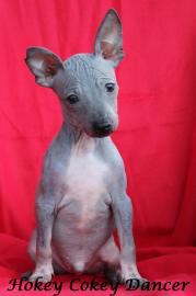 American hairless terrier