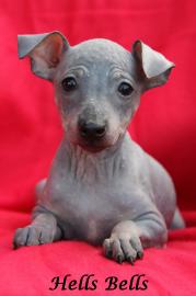 American hairless terrier