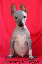 American hairless terrier