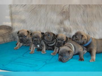 Franzsische Bulldogge Welpen