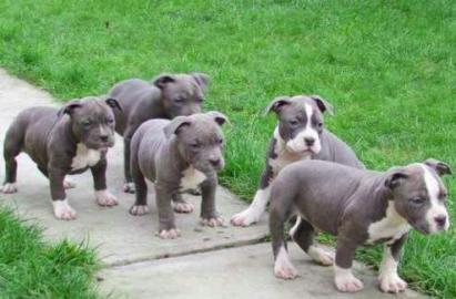 American Bully XXL Pitbull Blueline Welp