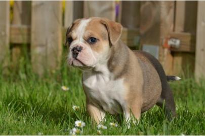 Wunderschne Old Englisch Bulldogge Welp