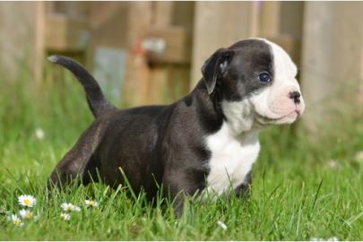 Wunderschne Old Englisch Bulldogge Welp