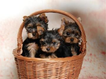 Ser Yorkshire Terrier Welpe Zum Versch