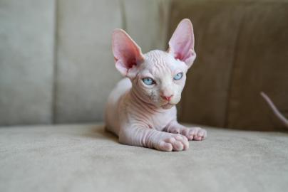 Sphynx Katzen mit Papieren