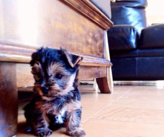 Total ssse Yorkshire Terrier Welpen