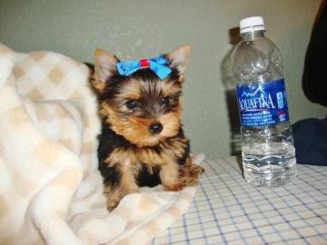 Total ssse Yorkshire Terrier Welpen