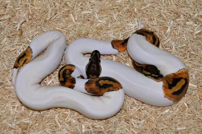 Piebald und andere Ball Pythons zum Verk